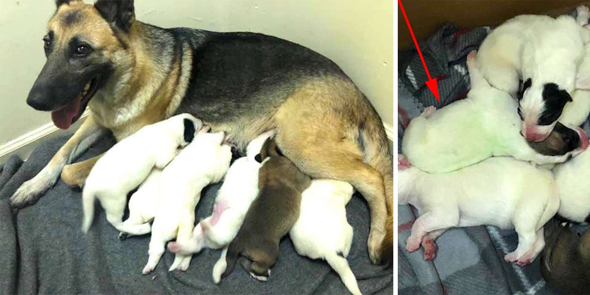 Pouliční fenka překvapila záchranáře vrhem štěňat - Jedno z nich je zelené