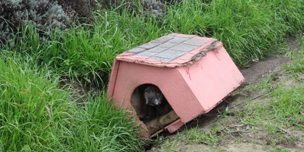 Odhozená fenka u silnice trpělivě čekala na pomoc ve své boudě