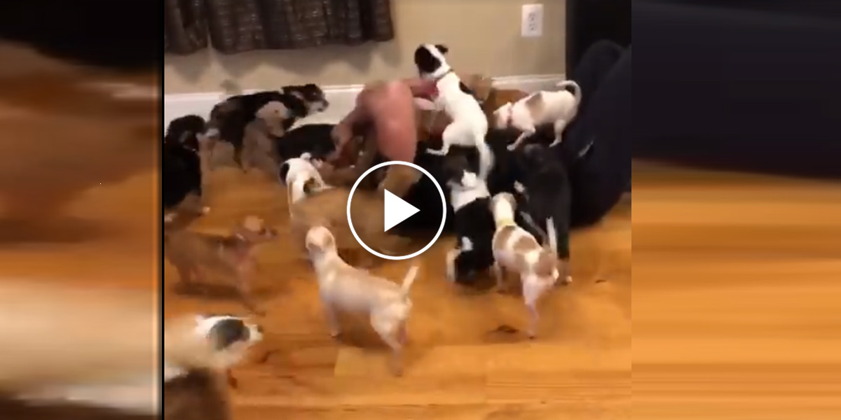 Nesnášel malé psy do té doby, než jednoho našel…