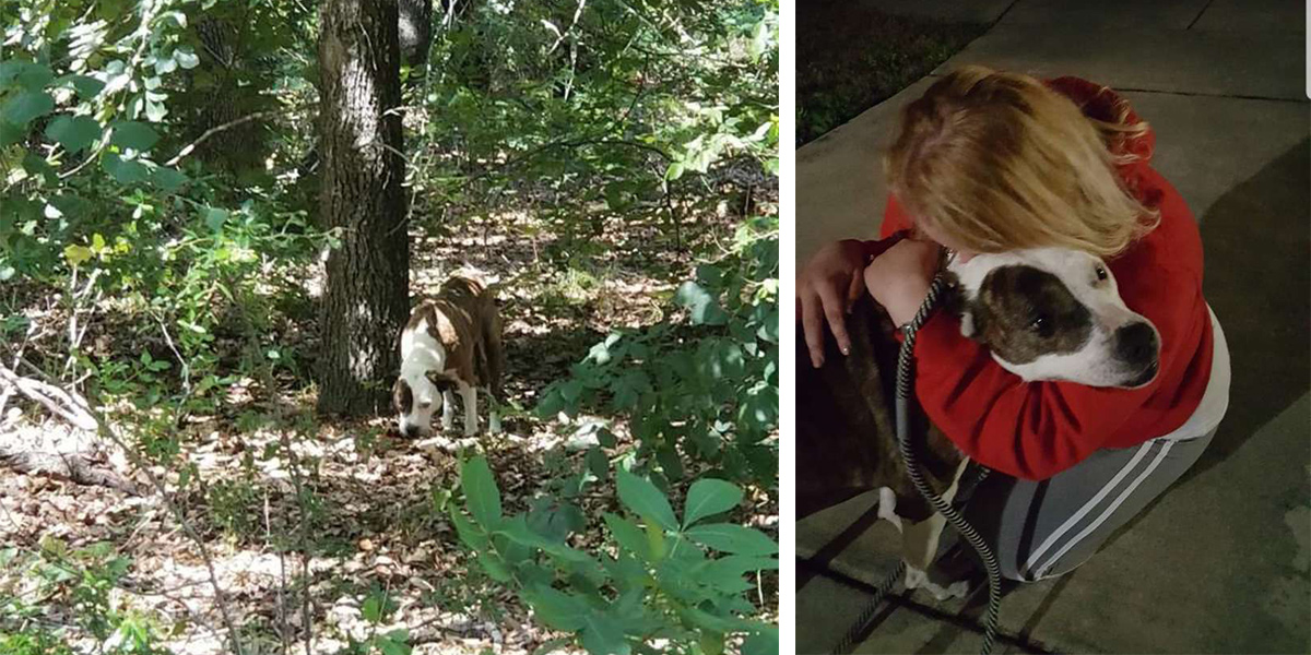 „Ztracený“ pes se znovu shledal se svým majitel po 8 letech pátrání