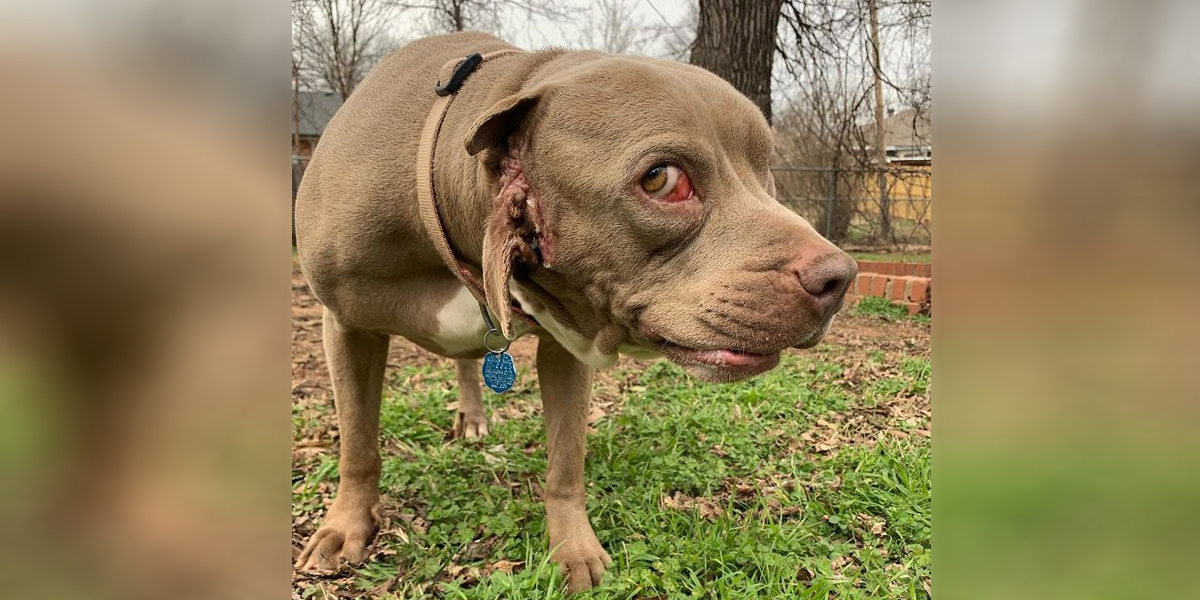 Adoptoval jsem psa, který má dvě tlamy, jednu z nich místo ucha