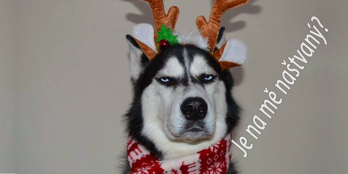 7 příznaků: Jak poznat, že je na mě pes naštvaný?