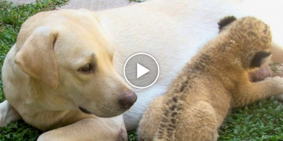 Mateřská láska: Fenka labradora adoptovala lvíče