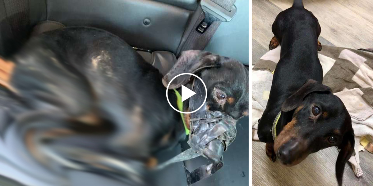 Policisté našli svázaného jezevčíka u silnice, teď je z něj domácí mazel