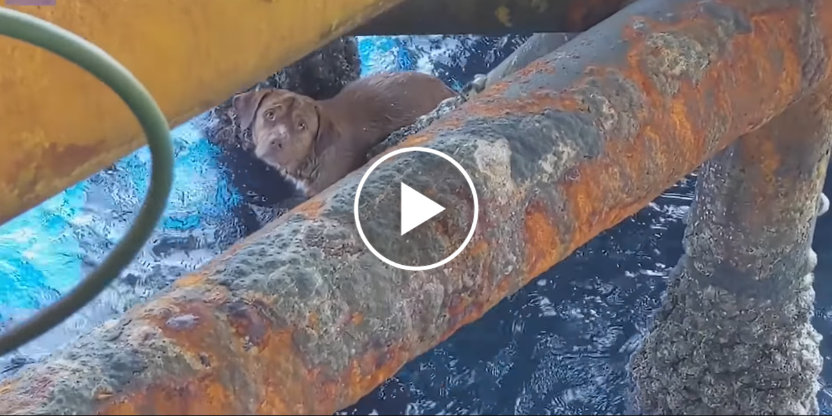 Pes plaval 209 kilometrů od břehu k ropné plošině, jeden z těžařů ho adoptoval