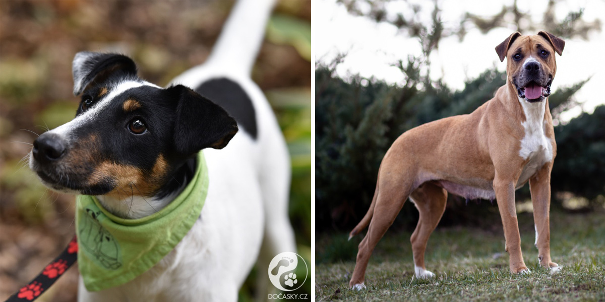 Kdo jsme a co děláme? #Dočasky