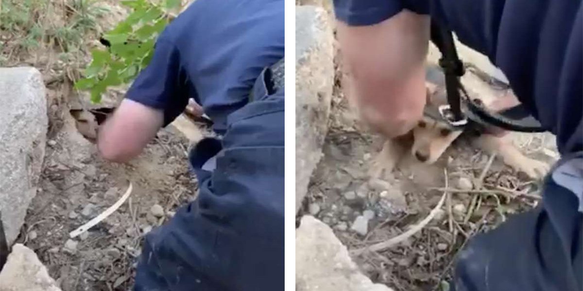 Hasič zachránil štěně uvízlé pod betonem - a okamžitě se zamiloval