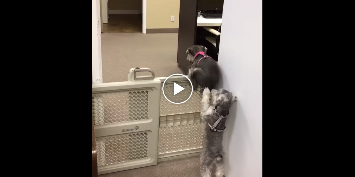 Pes uviděl ségru, jak se snaží porušit pravidla, a tak jí pomohl