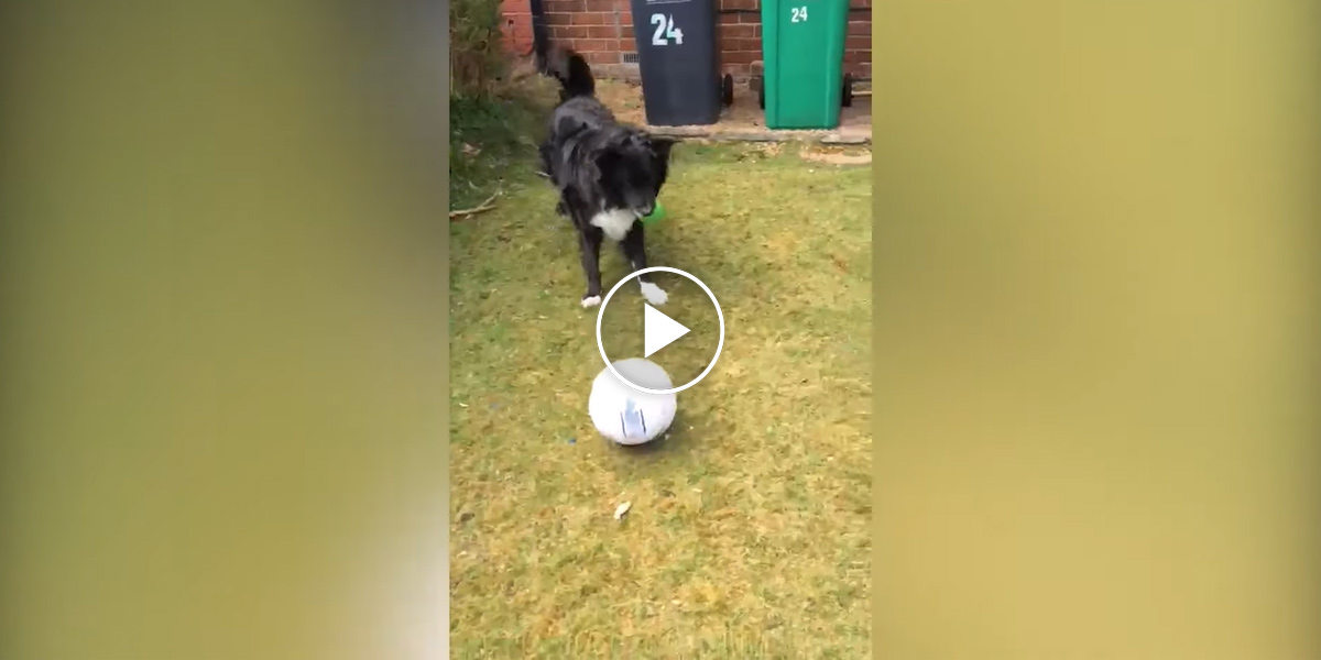 Pes nepustil pošťáky do doby, než si s ním zahrál fotbal