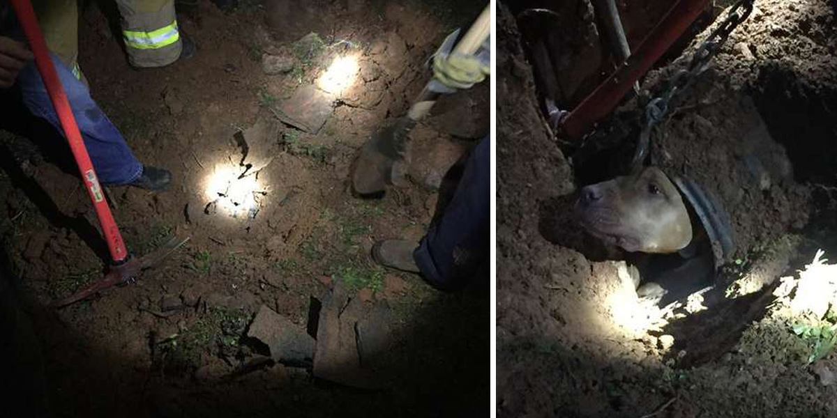 Zvědavý pitbul uvízl na velmi neobvyklém místě…