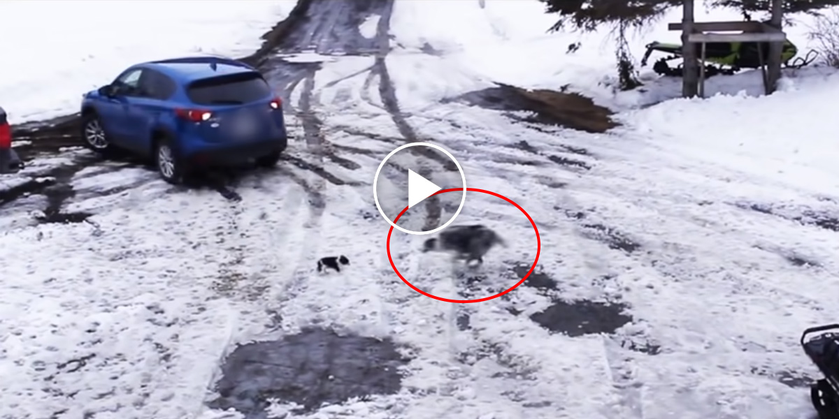 Neuvěřitelné video ukazuje, jak fenka zachránila štěně před autem