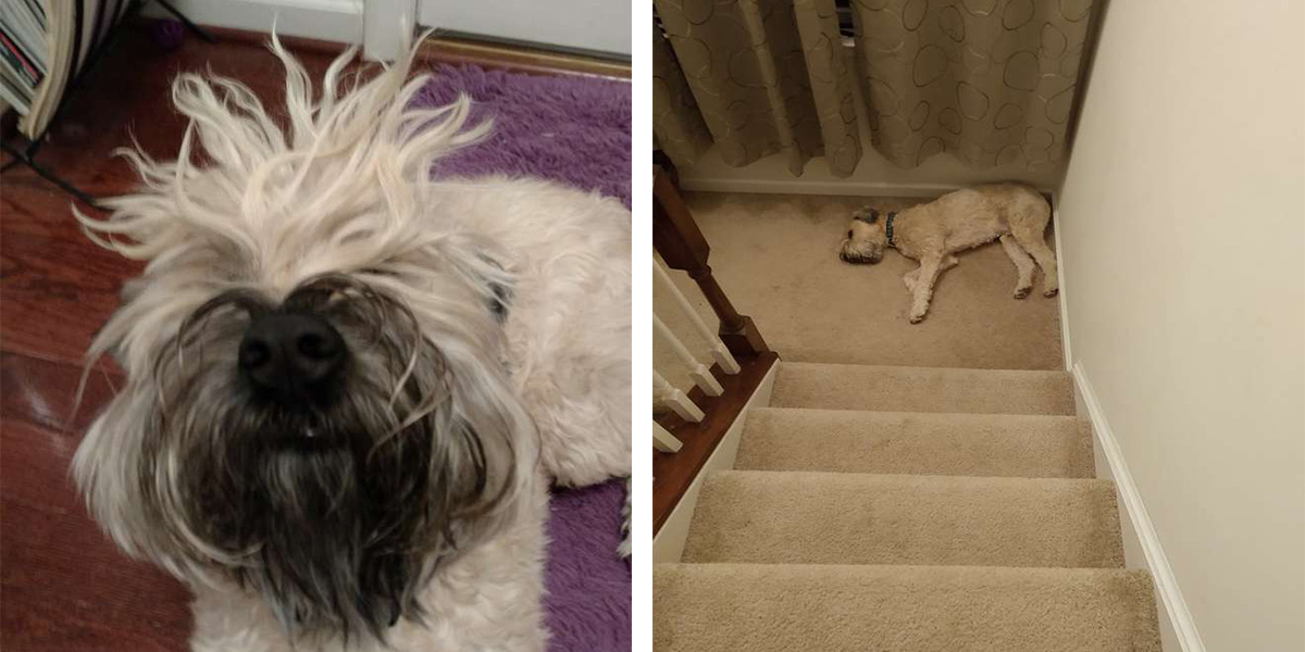 Pes, který usíná na těch vůbec nejhorších místech...