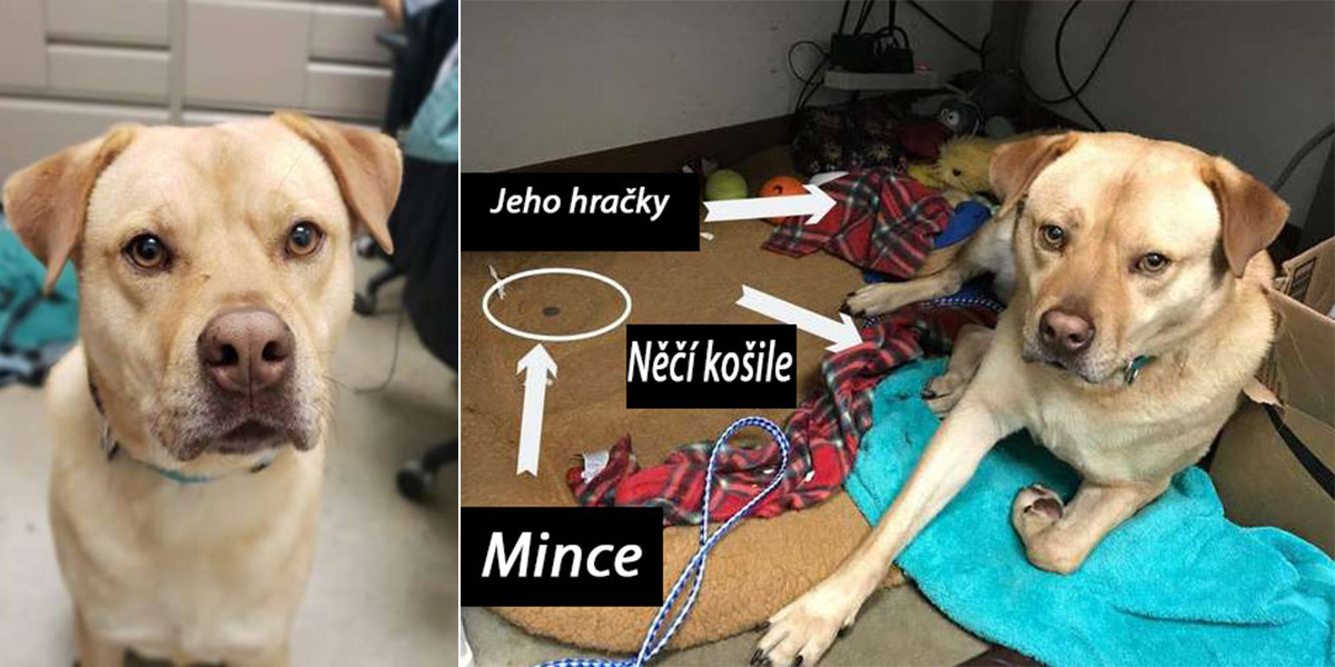 Pes z útulku krade vše, co jen může, ale má pro to ten nejsladší důvod