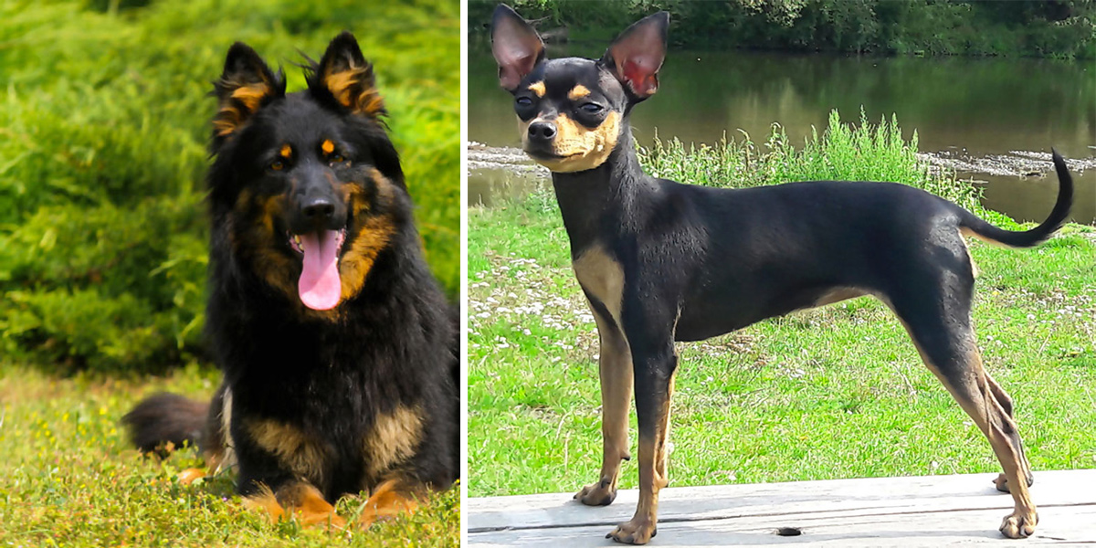 Máme 2 nová česká plemena uznána FCI!