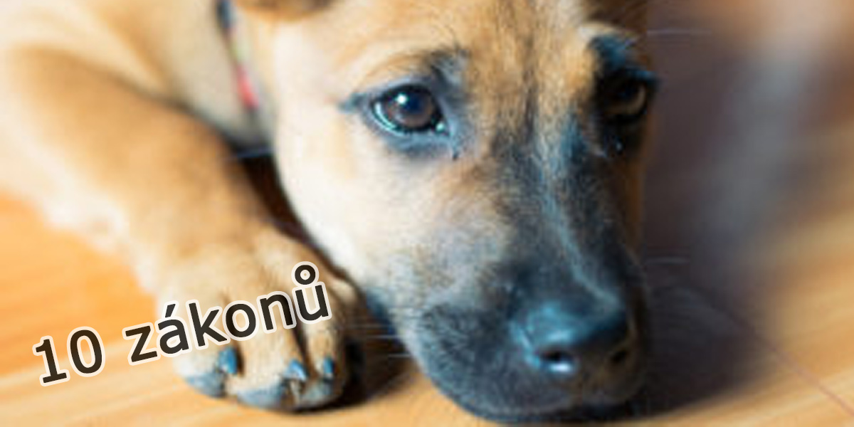 10 zákonů na ochranu psů a zvířat, které nám vrátily důvěru v lidskost