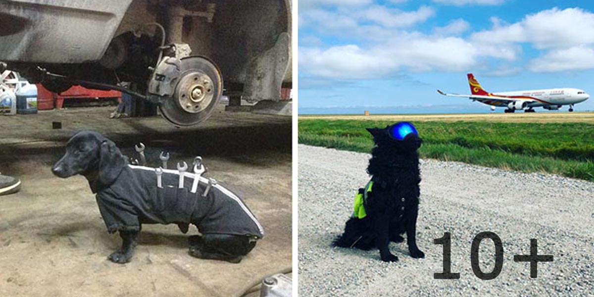 10+ psů, kteří mají opravdovou práci