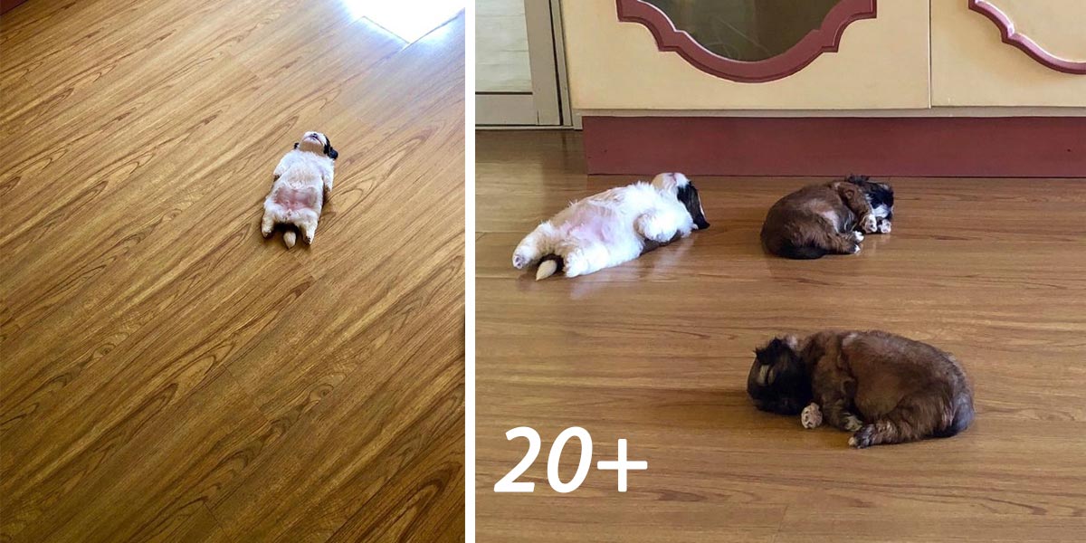 Tohle štěně spí jako „uspané.“ A je to podivně roztomilé (20+ obrázků)