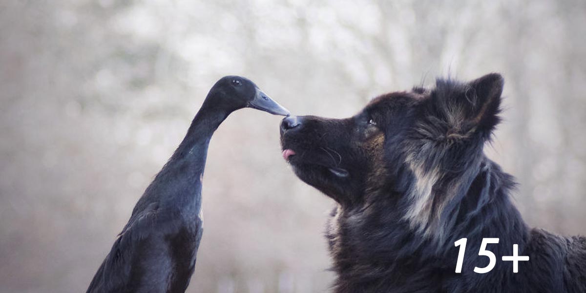 Zachytila jsem neobvyklé přátelství mezi mým psem a kachnou (15+ obrázků)