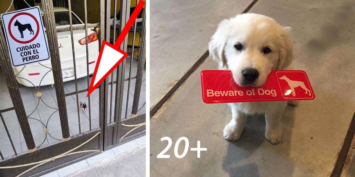 POZOR PES! 20+ psů, kteří pozemek (ne)ochrání