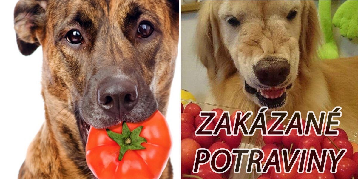 9 překvapivých potravin, které jsou pro psy nebezpečné