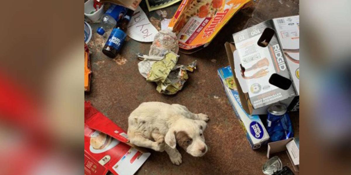 Otevřeli popelnici a uvnitř našli malinké štěně, nyní je už téměř plně zdravé