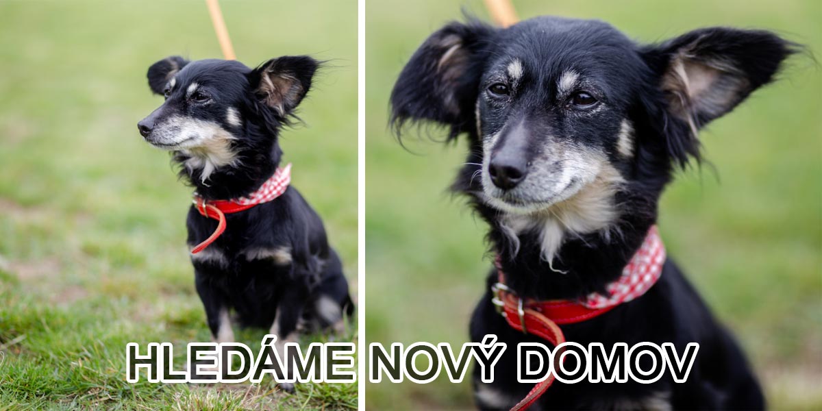 Starší fenka Rose skončila na ulici, teď hledá nový domov