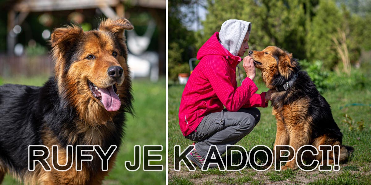 Rufík se špatnou minulostí hledá nový domov