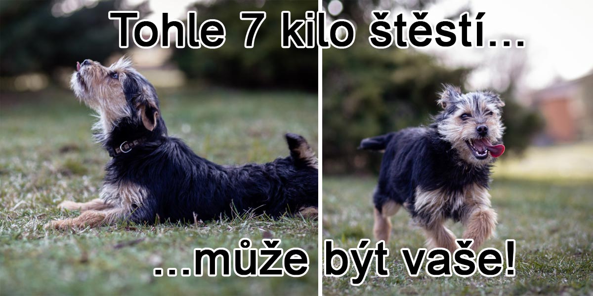 Tahle fenka čeká na pohodového majitele, který má čas na dlouhé procházky