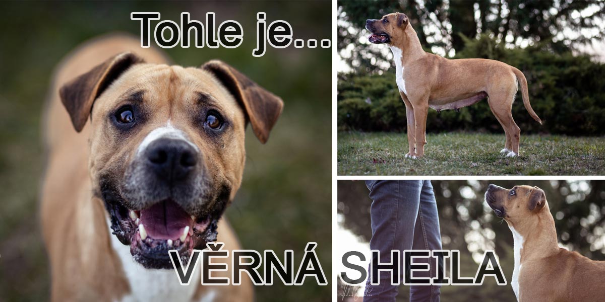 Bázlivá Sheila skončila se svým štěnětem na silnici, nyní hledá nového páníčka