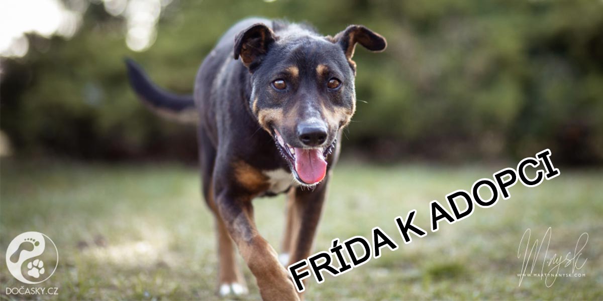 Frído! Chytrá fenka, která se jen tak nenechala odchytnout