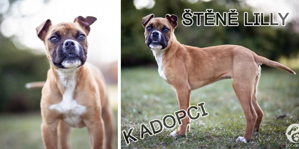 Štěně Lilly s nádherným výrazem je stále ještě k adopci!
