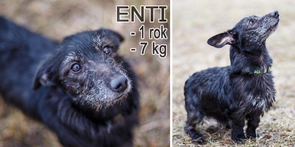 Pes Enti z domu hrůzy v Ivančicích stále čeká na nového majitele