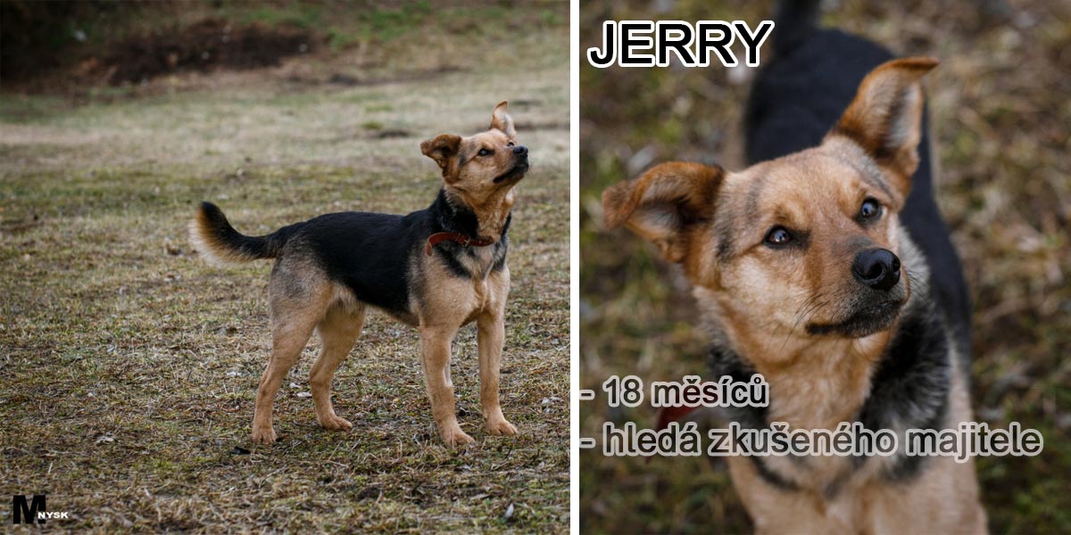 JERRY: Agresivní pes nebo nevinná oběť agresivních lidí?