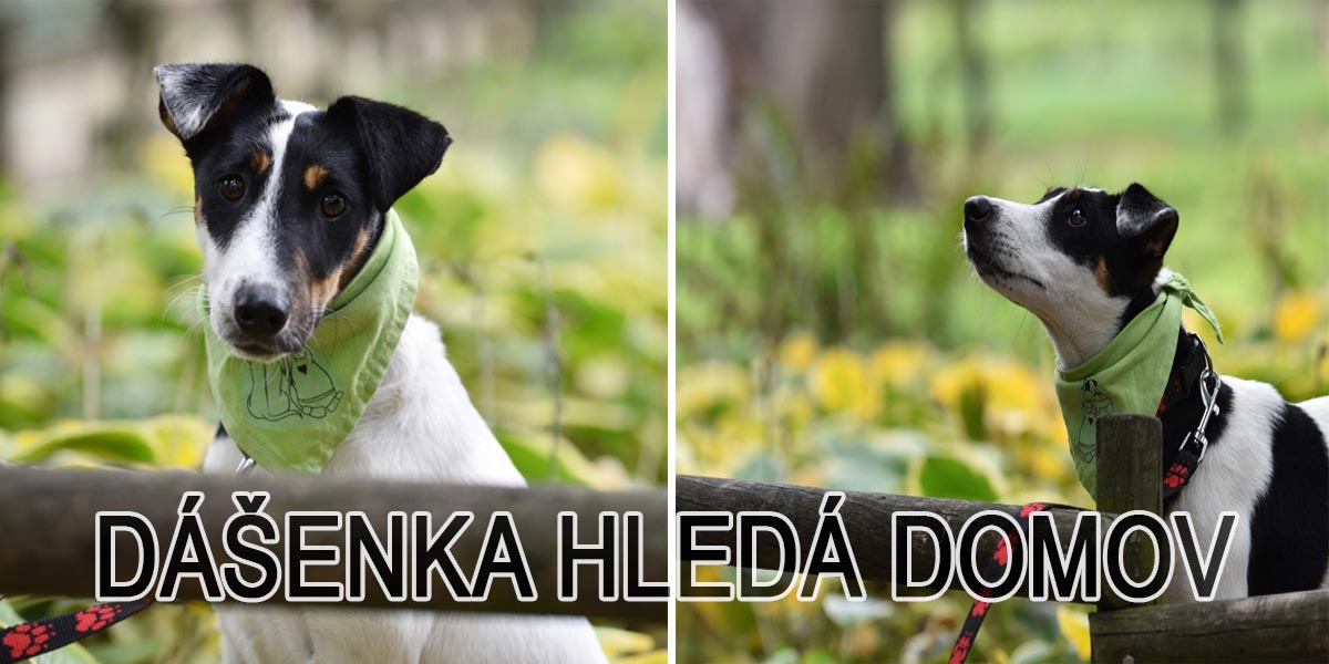 Roztomilá Dášenka hledá nový domov