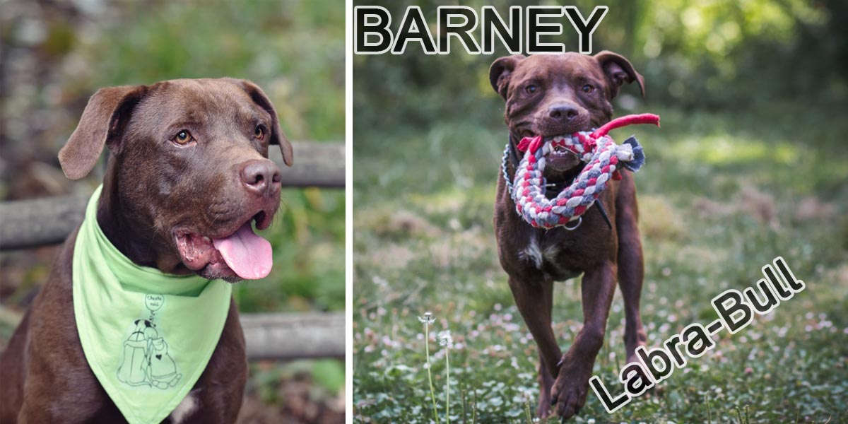 Energický Barney hledá nové majitele