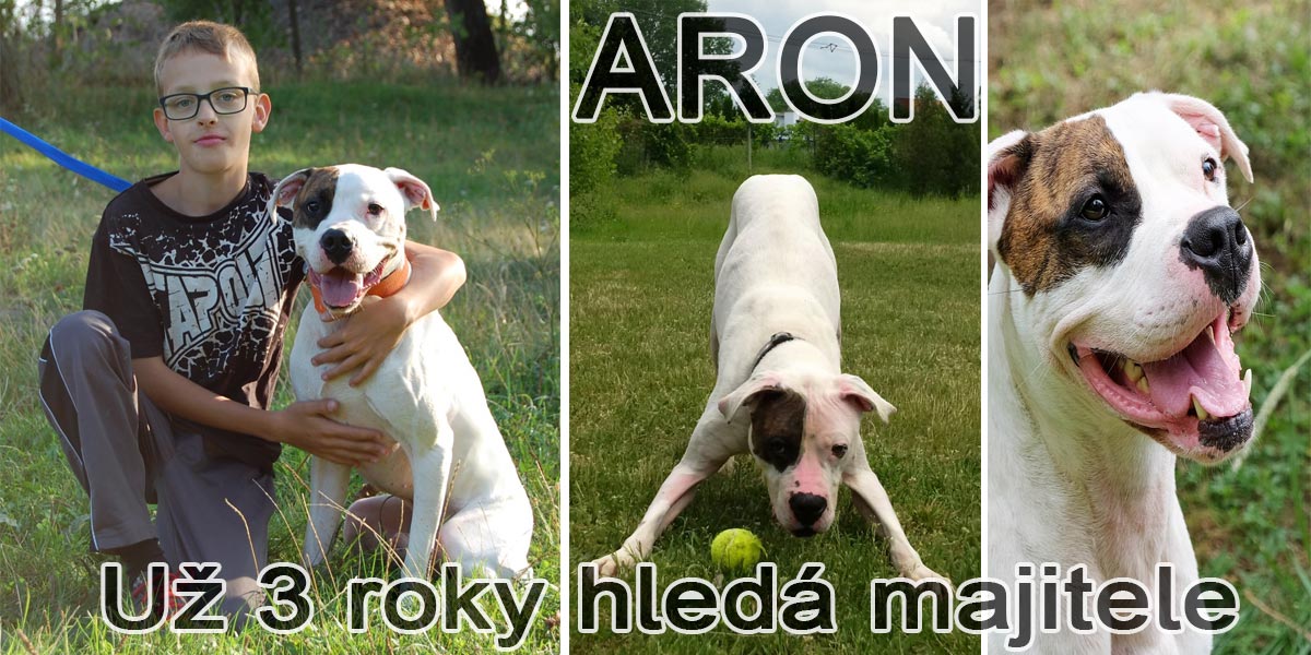 Energický ÁRON hledá nový domov už 3 roky!