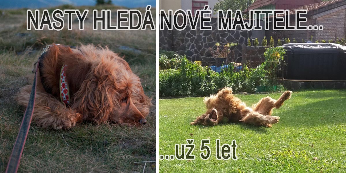 Nastík hledá novou rodinu už 5 let