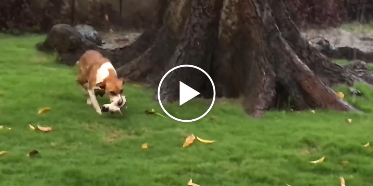 Jak se správná fenka v dešti stará o svoje štěňata?