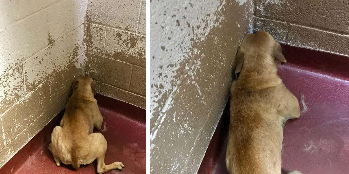 Tahle fenka v útulku odmítala opustit svůj kout, protože stále cítila strach...