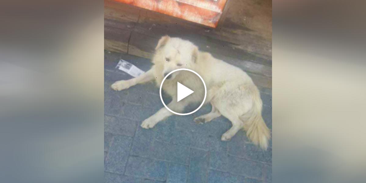 Ztracený pes nevěřil vlastním očím, že ho jeho rodina konečně našla