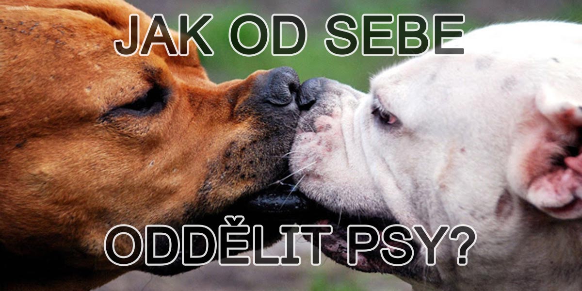 Jak od sebe oddělit psy, kteří se spolu perou?