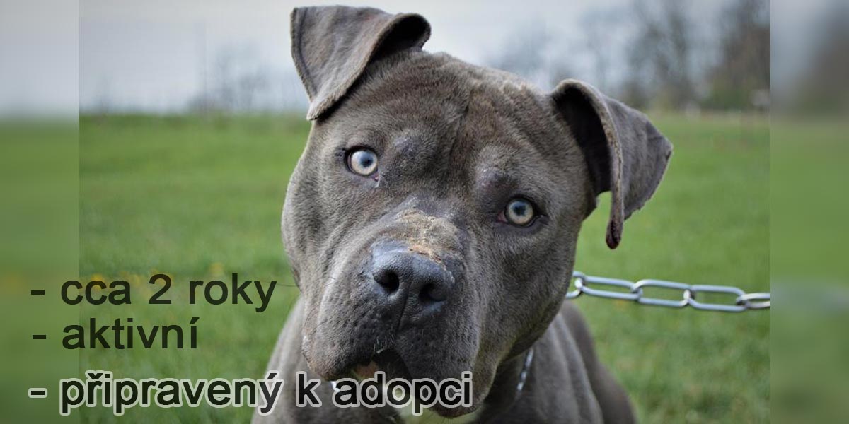 Našel domov:Staford Rocky hledá majitele, který s ním bude chodit na cvičák