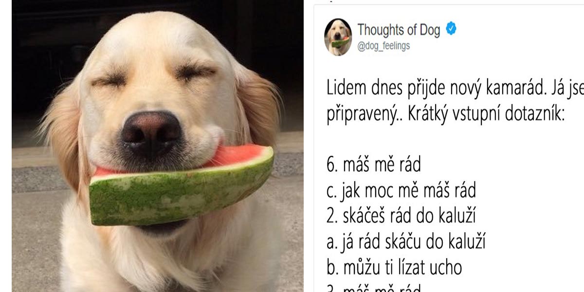 10+ nejzábavnějších psích myšlenek