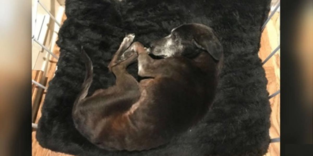 Nemohoucí pes začal vrtět ocasem, jakmile uslyšel lidský hlas