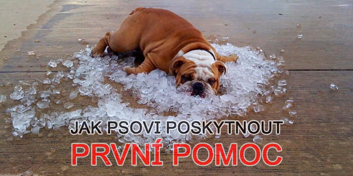 Jak psovi po přehřátí organismu poskytnout první pomoc?