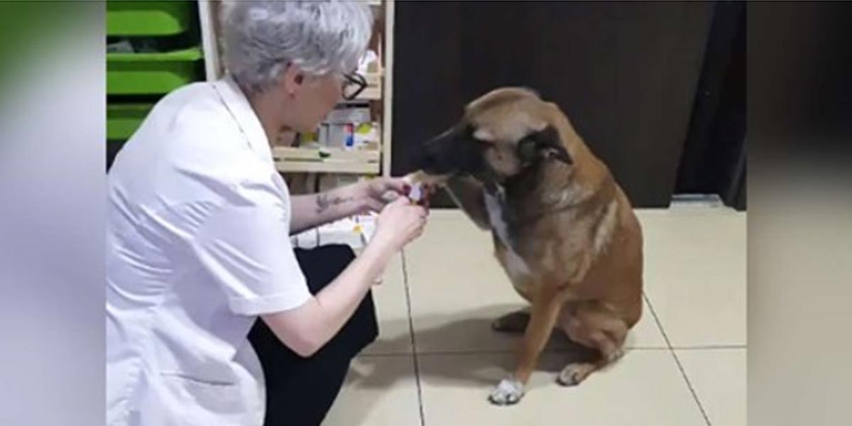 Farmakoložka uviděla za dveřmi psa, uvědomila si, že hledá pomoc