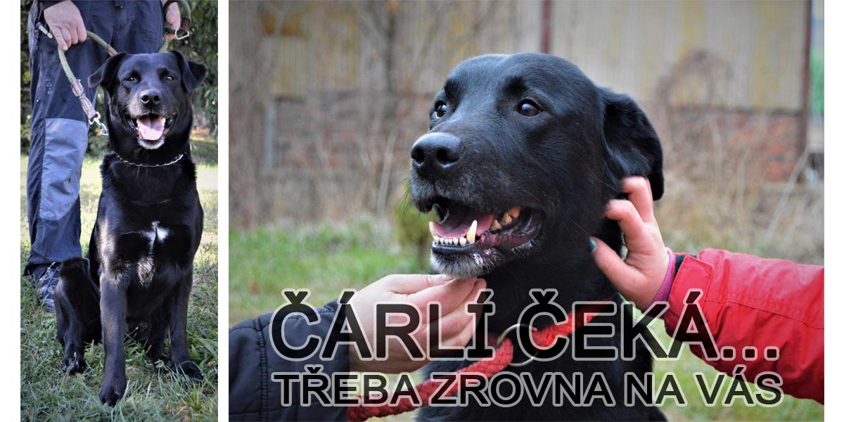 Čárlí, učenlivý kříženec labradora, čeká už téměř rok na novou smečku!