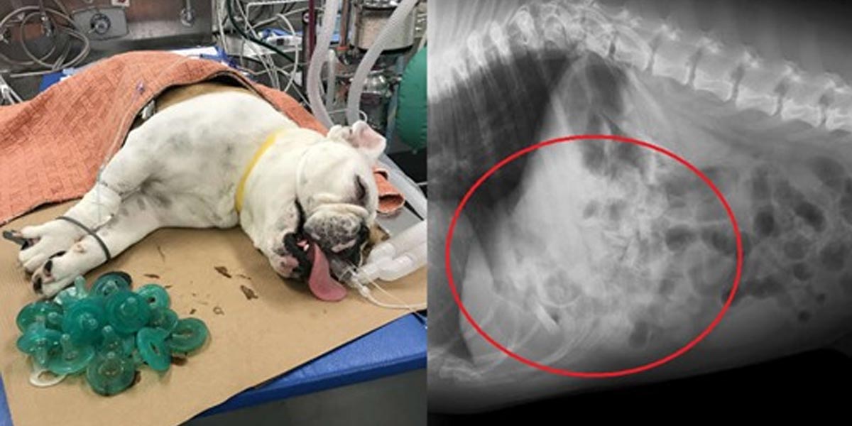Rodina nevěřila, co způsobovalo její bolesti…