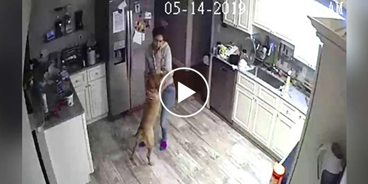 Skrytou kamerou zjistil, co jeho manželka a pes dělají, když není doma