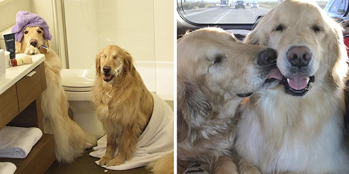 Tenhle slepý zlatý retrívr se svým parťákem nás dojali k slzám